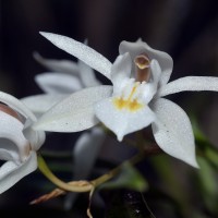 Coelogyne odoratissima Lindl.